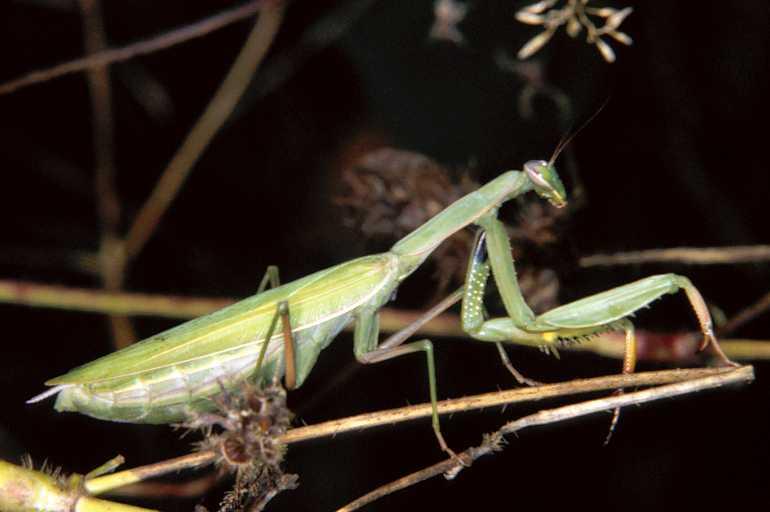 Mantis_religiosa_P1254_Z_80_Les Gris_Frankrijk.jpg